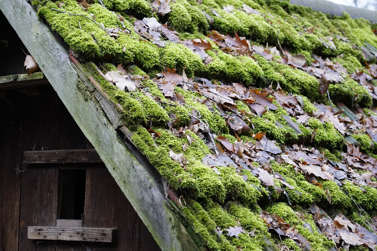 Une toiture négligée, envahie par une couche de mousse indésirable. Les conséquences de cette négligence sont claires : un habitat compromis par la détérioration structurelle et des risques accrus de fuites.